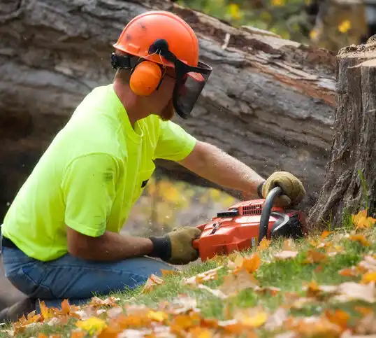 tree services St. Louis